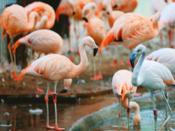 Beijing Zoo