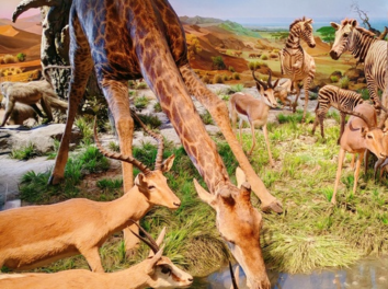National Museum of Nature