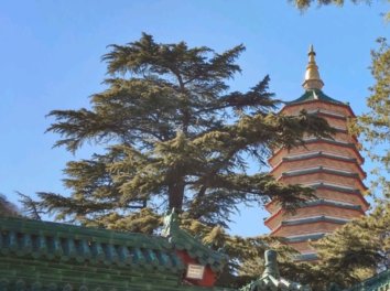 Badachu park