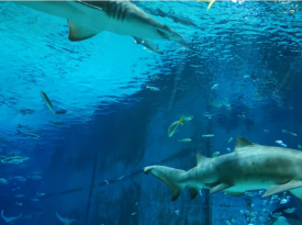 Beijing Aquarium