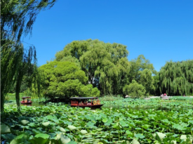 Purple Bamboo Park
