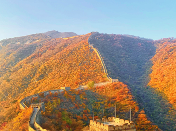 Following the Great Wall to Find Food - A Surprising Journey on the Tongue
